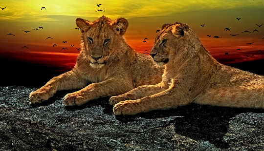 שני אריות שוכבים במנוחה ומשקיפים על ממלכתם