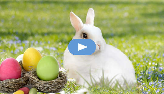 Um coelho branco com ovos coloridos em ninhos.