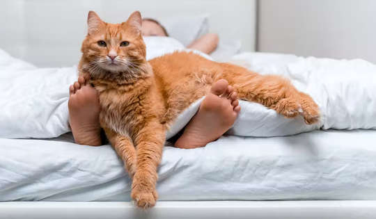 kot, rozbudzony, leżący na łóżku