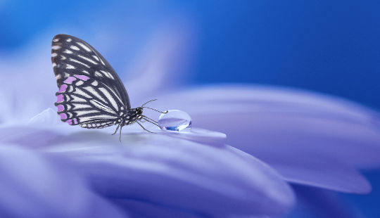 uma borboleta e uma gota de água em uma pétala de flor