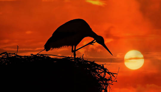 Storch auf ihrem Nest hoch über der untergehenden Sonne