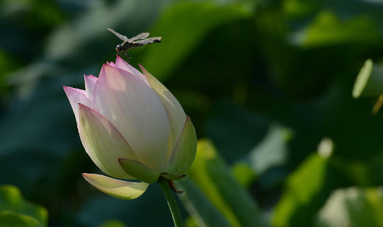 стрекоза, парящая над бутоном цветка лотоса.