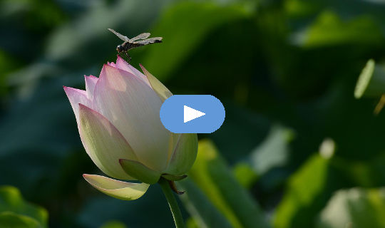 Libelle schwebt über einer Lotusblütenknospe.