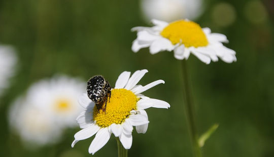 A pair of daisies, one with a beetle on it