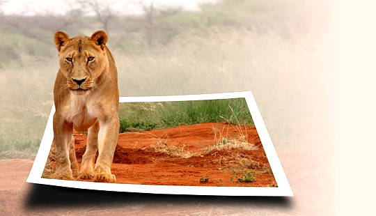 una leona que cobra vida y sale de una fotografía