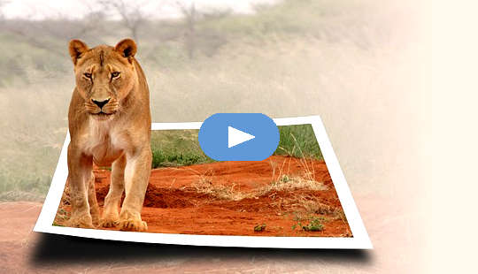 o leoaică care prinde viață și iese dintr-o fotografie