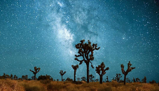 the starry  Milky Way with trees in the foreground