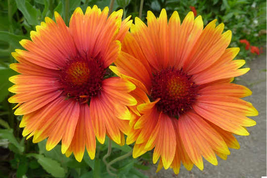 ein Paar leuchtend orangefarbener Blüten