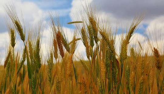 tallos de grano en un campo que sopla en el viento