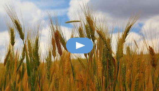 grain stalks in a field blowing in the wind