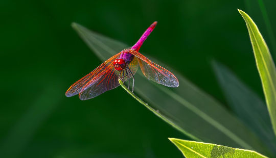 purppuranpunainen tikka sudenkorento