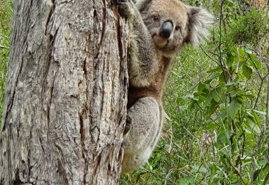 joalabjörn på ett träd