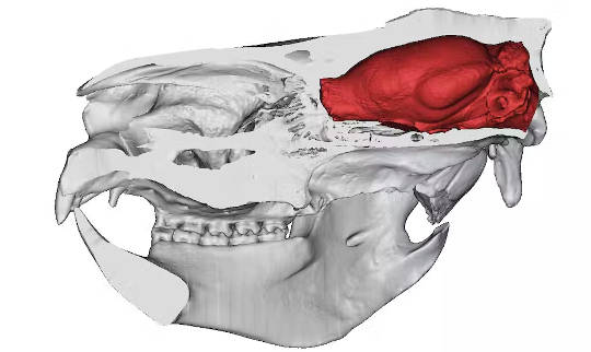 En bild av en koalas hjärna.