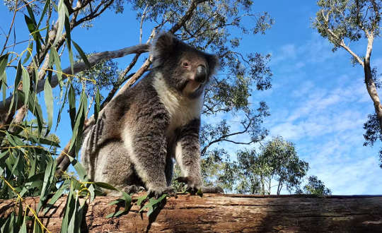 koala on a log