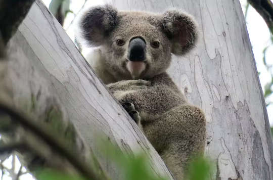 koala bear "naipit" sa isang puno