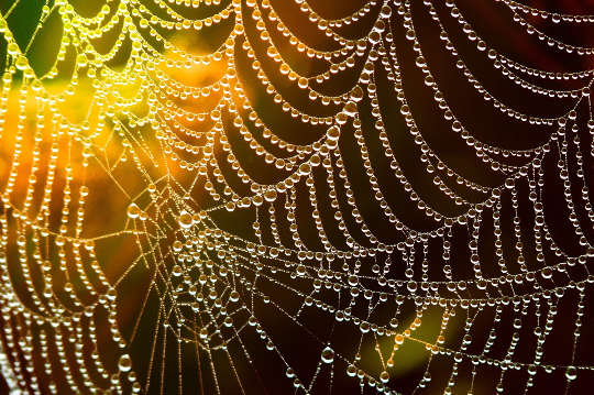 isang spider web na natatakpan ng mga patak ng hamog sa liwanag ng umaga