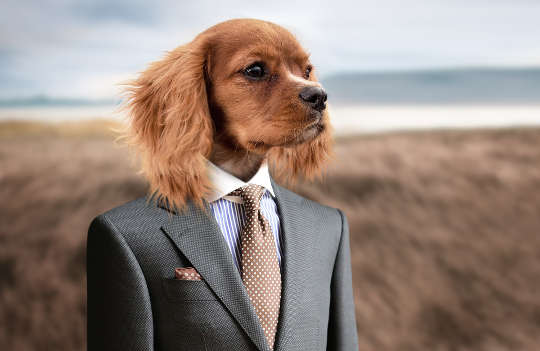 एक कुत्ता एक इंसान की तरह खड़ा होता है और एक बिजनेस सूट पहनता है