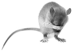 una foto di un piccolo topo