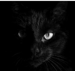 검은 고양이