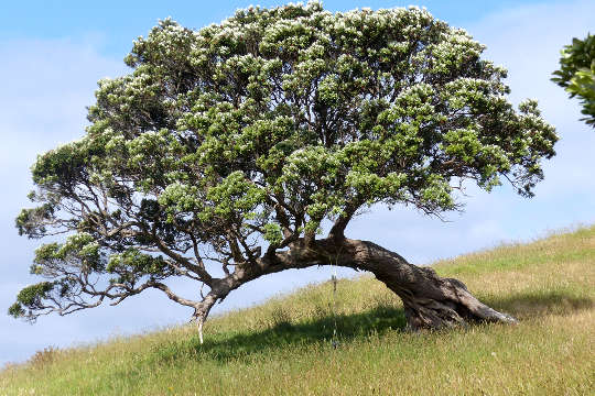 un árbol en la isla Waiheke, Nueva Zelanda
