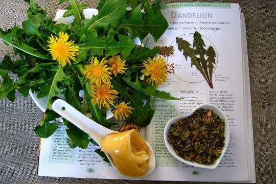 daun dandelion, bunga, dan akar di atas buku terbuka tentang sifat herbal tanaman