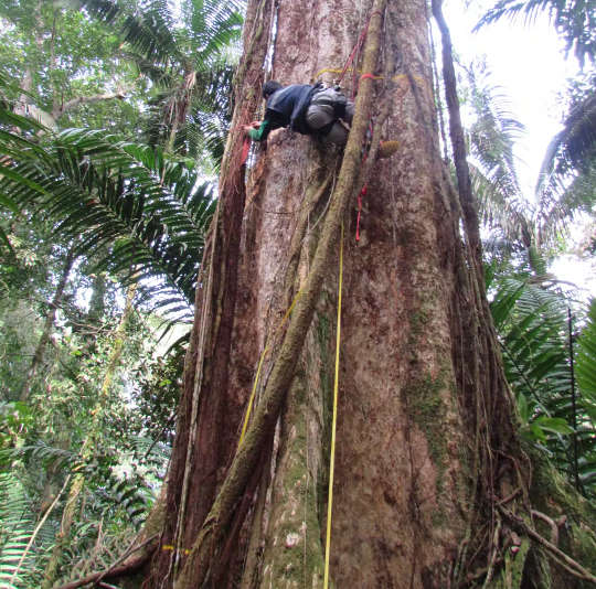 A Colombian colleague measures a giant Dipteryx tree in the Chocó rainforest. Zorayda Restrepo Correa,