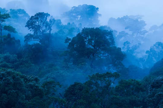 اشنکٹبندیی علاقوں میں جنگلات موسمیاتی تبدیلیوں سے نمٹنے کے لیے اہم ہیں۔