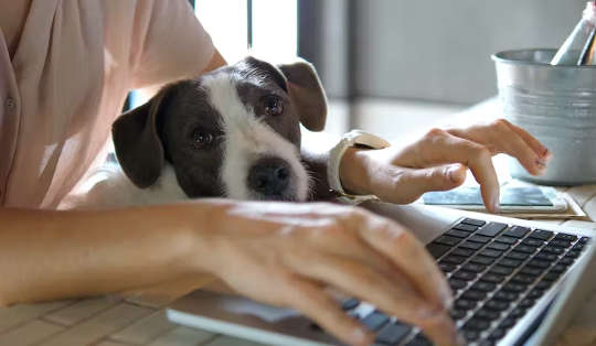 egy számítógépen dolgozó személy, kutyájával az ölében fekve