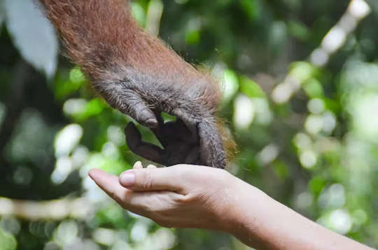 hånden af ​​en orangutang, der rækker ud til en menneskelig hånd