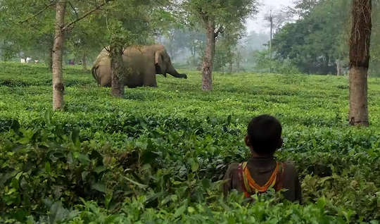 Asiatiske elefanter i en teplantasje i India med et barn i det høye gresset og ser på.
