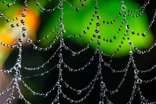 sarang labah-labah yang dilitupi dengan titisan air