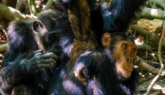 介護者としてのチンパンジー2
