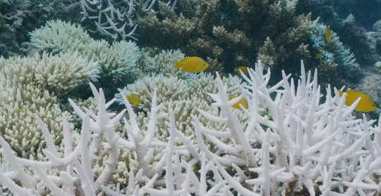 氣候破壞 珊瑚礁 3 21