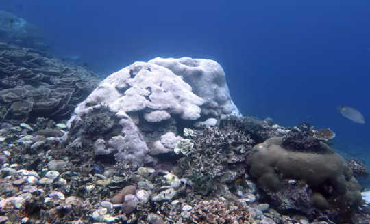коралловые рифы изменение климата2 2 3