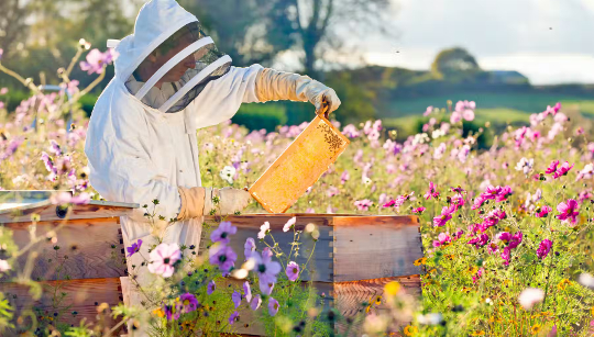 نحل العسل يموتون 11