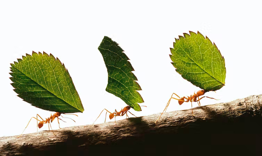 lära av myror 11 15