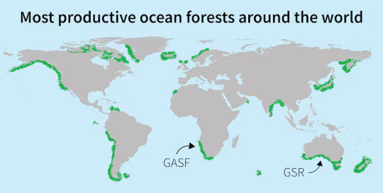 óceáni erdők 2 9 18