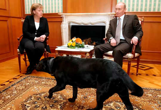 любимая собака Путина 3 27