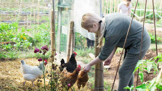 élevage de poulets grippe aviaire