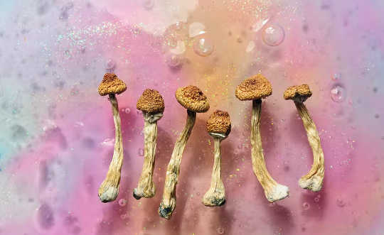 Лікування депресії грибами 5 20