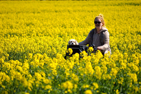 wanita di atas sepeda mengendarai melalui ladang bunga kuning cerah dengan anak anjing kecil di keranjang sepeda
