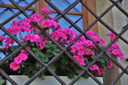 vaaleanpunainen geranium ikkunalaatikossa rautaritilän läpi nähtynä