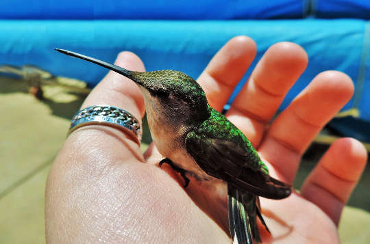 een kolibrie die in iemands open hand rust