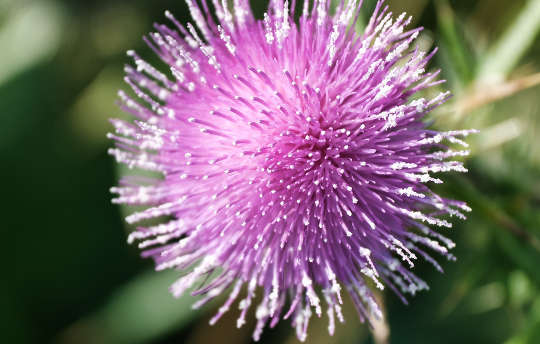 bunga thistle merah jambu