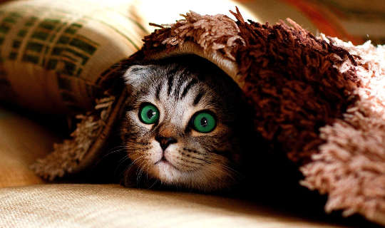 tágra nyílt szemű macska bújik meg a szőnyeg alatt
