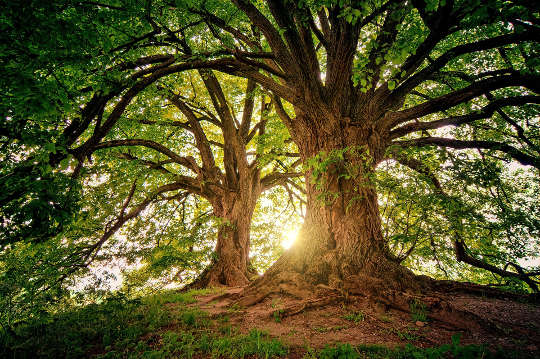 兩棵樹有多個彎曲的樹枝，光線從地平線照射