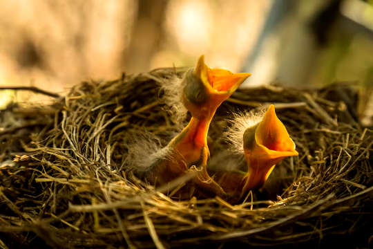 晚成鸟出生时是无助的，但父母的长期喂养让它们的大脑变得更大。