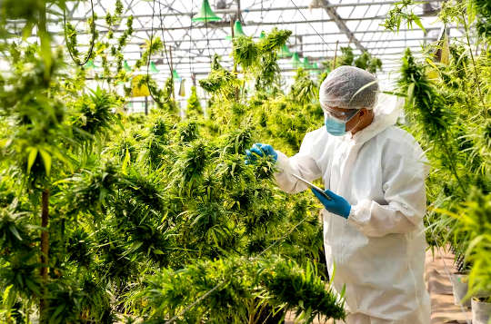 en person som bär labbrock och hårnät i ett cannabisväxthus
