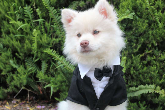 một con chó nhỏ mặc tuxedo