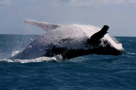 une baleine à bosse